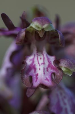 Orchis géant, Orchis à longues bractées, Barlie Himantoglossum robertianum (Loisel.) P.Delforge, 1999