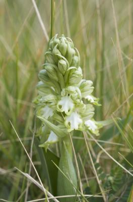 Orchis géant, Orchis à longues bractées, Barlie Himantoglossum robertianum (Loisel.) P.Delforge, 1999
