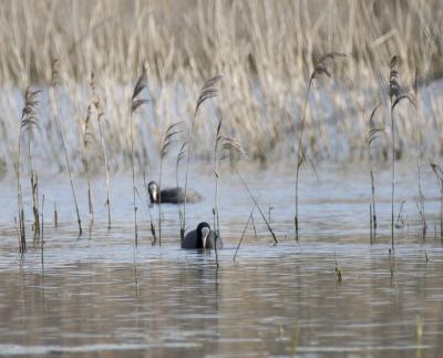 Foulque macroule Fulica atra Linnaeus, 1758