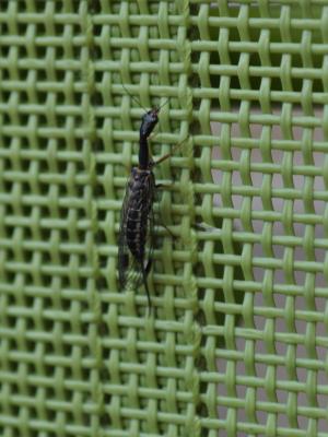 Rafidie Raphidia ophiopsis Linnaeus, 1758