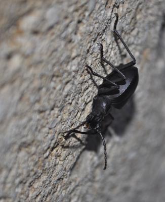 Elénophore Elenophorus collaris (Linnaeus, 1767)