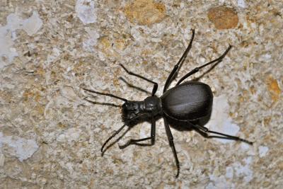 Elénophore Elenophorus collaris (Linnaeus, 1767)