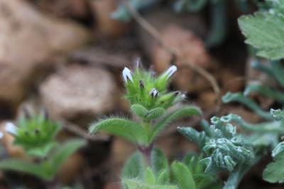 Céraiste aggloméré Cerastium glomeratum Thuill., 1799