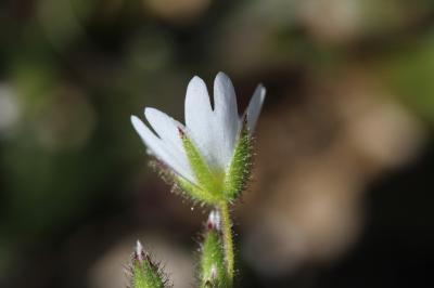 Céraiste à pétales courts Cerastium brachypetalum Desp. ex Pers., 1805