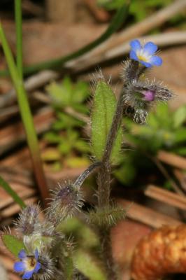 Myosotis des champs Myosotis arvensis (L.) Hill, 1764