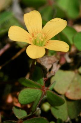 Oxalis corniculé, Trèfle jaune Oxalis corniculata L., 1753