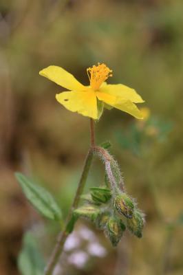 Hélianthème jaune, Hélianthème commun Helianthemum nummularium (L.) Mill., 1768