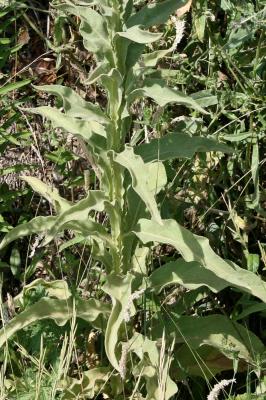 Molène faux-bouillon-blanc, Molène à fleurs denses Verbascum densiflorum Bertol., 1810