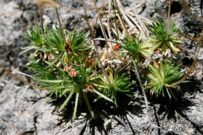 Drave Faux Aïzoon Draba aizoides L., 1767