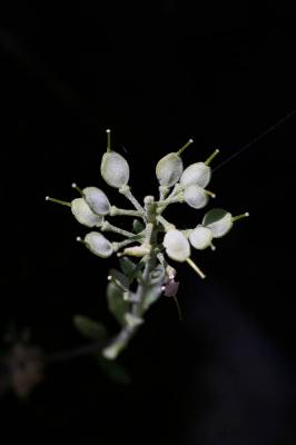 Alysson des montagnes, Alyssum des collines, Alyss Alyssum montanum L., 1753