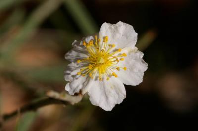 Hélianthème poilu Helianthemum violaceum (Cav.) Pers., 1806