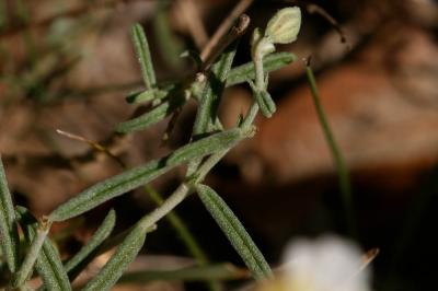 Hélianthème poilu Helianthemum violaceum (Cav.) Pers., 1806