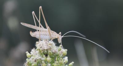 Phanéroptère liliacé,  Phi.lnéroptère feuille-de-l Tylopsis lilifolia (Fabricius, 1793)