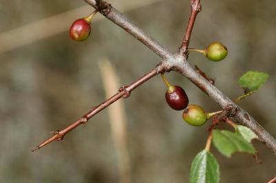 Nerprun des rochers Rhamnus saxatilis Jacq., 1762