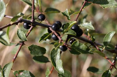 Nerprun des rochers Rhamnus saxatilis Jacq., 1762