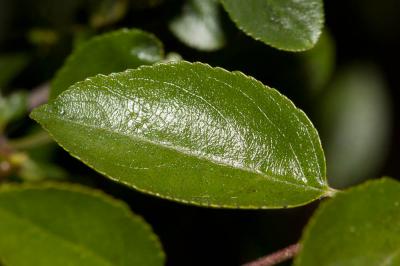Nerprun des rochers Rhamnus saxatilis Jacq., 1762