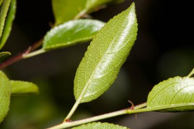 Nerprun des rochers Rhamnus saxatilis Jacq., 1762