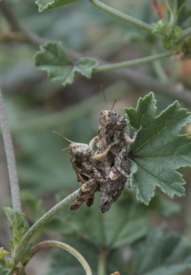 Criquet pansu Pezotettix giornae (Rossi, 1794)
