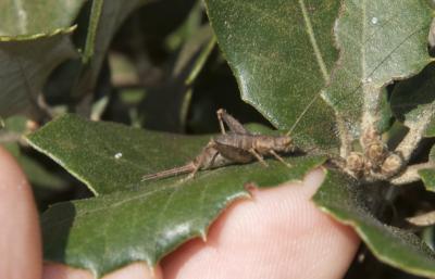 Grillon des Cistes Arachnocephalus vestitus Costa, 1855