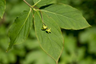 Fusain à feuilles larges Euonymus latifolius (L.) Mill., 1768