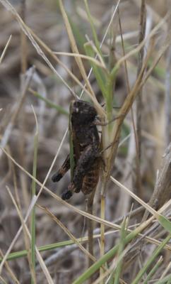 Criquet noir-ébène Omocestus rufipes (Zetterstedt, 1821)