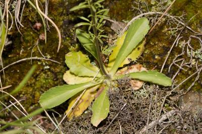 Anarrhine à feuilles de pâquerette, Anarrhinante,  Anarrhinum bellidifolium (L.) Willd., 1800