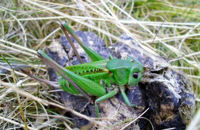 Dectique verrucivore Decticus verrucivorus verrucivorus (Linnaeus, 1758)