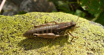 Miramelle des moraines Podisma pedestris pedestris (Linnaeus, 1758)