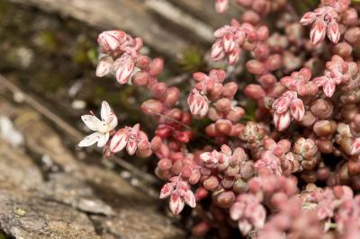 Orpin à feuilles courtes Sedum brevifolium DC., 1808
