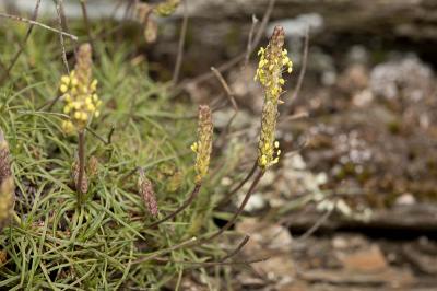 Plantain caréné, Plantain recourbé Plantago holosteum Scop., 1771