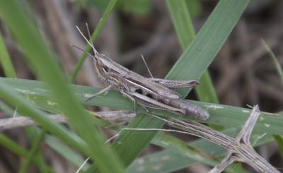 Criquet blafard Euchorthippus elegantulus elegantulus Zeuner, 1940