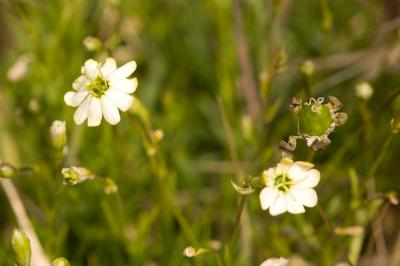Silène saxifrage Silene saxifraga L., 1753