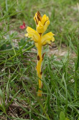 Orobanche de la germandrée Orobanche teucrii Holandre, 1829