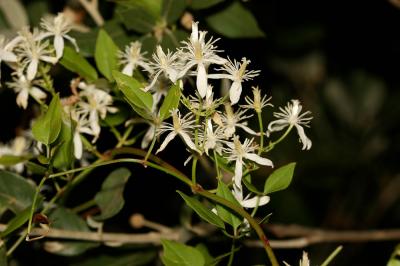 Clématite flamme, Clématite odorante Clematis flammula L., 1753