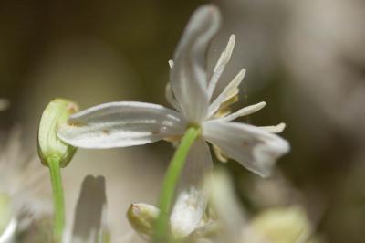 Clématite flamme, Clématite odorante Clematis flammula L., 1753