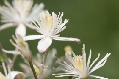 Clématite des haies, Herbe aux gueux Clematis vitalba L., 1753