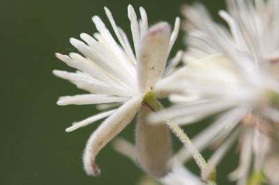 Clématite des haies, Herbe aux gueux Clematis vitalba L., 1753