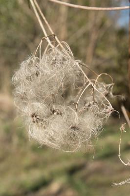 Clématite des haies, Herbe aux gueux Clematis vitalba L., 1753