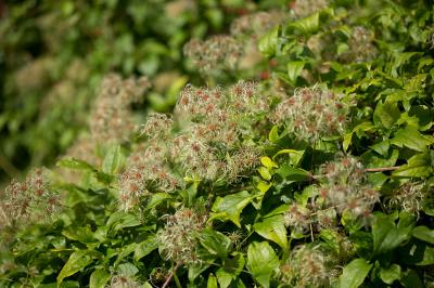 Clématite des haies, Herbe aux gueux Clematis vitalba L., 1753