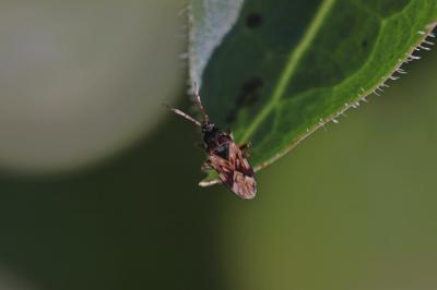  Scolopostethus 