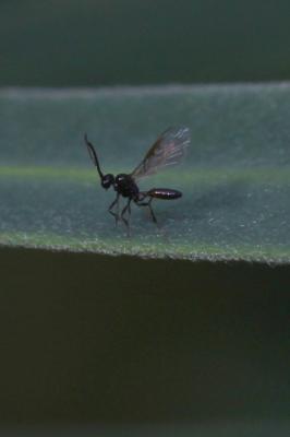  Braconidae Nees, 1811