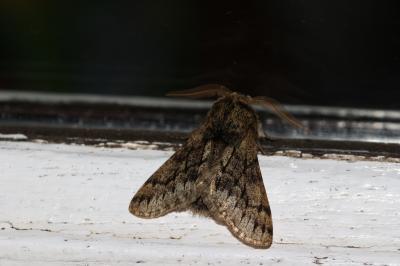 Nyssie hispide (La) Apocheima hispidaria (Denis & Schiffermüller, 1775)