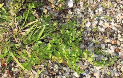 Véronique couchée Veronica serpyllifolia subsp. humifusa (Dicks.) Syme, 1866