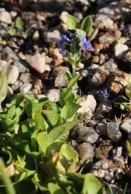 Véronique couchée Veronica serpyllifolia subsp. humifusa (Dicks.) Syme, 1866