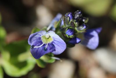 Véronique couchée Veronica serpyllifolia subsp. humifusa (Dicks.) Syme, 1866