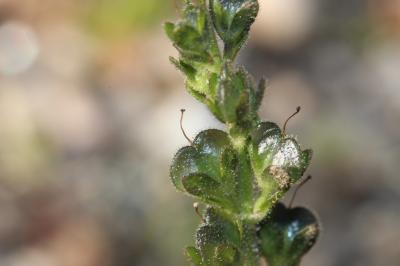 Véronique couchée Veronica serpyllifolia subsp. humifusa (Dicks.) Syme, 1866