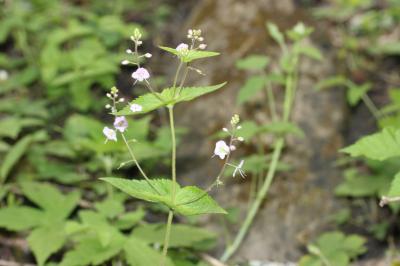Véronique à feuilles d'ortie Veronica urticifolia Jacq., 1773