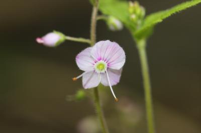 Véronique à feuilles d'ortie Veronica urticifolia Jacq., 1773