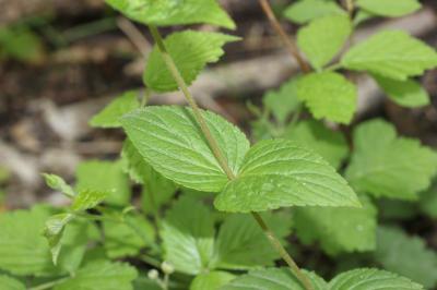 Véronique à feuilles d'ortie Veronica urticifolia Jacq., 1773