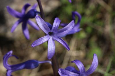 Jacinthe, Muguet bleu Hyacinthus orientalis L., 1753